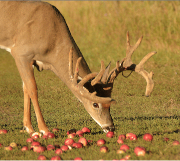 Deer-eating-apples-in-fruit-orchard-plot1